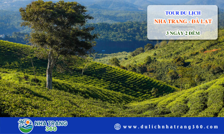 Tour Nha Trang - Đà Lạt 3 ngày 2 đêm 